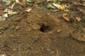 Hole in the soil ground animal in nature forest