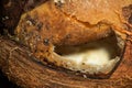 A hole in a spoiled coconut Royalty Free Stock Photo