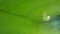 Hole on Teak Leaf venation under sun light