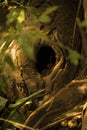 Hole on Tree. Black hole in tree trunk as entry to bird nest.Tree Texture Background Pattern. Round Woodpecker bird Hole nest Royalty Free Stock Photo