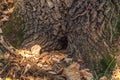 Hole in tree like tree house in the forest with lot of leaf Royalty Free Stock Photo