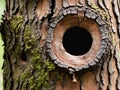 hole on tree trunk in the forest