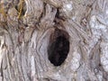 Hole in Tree Trunk Royalty Free Stock Photo