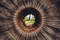 Hole in a tree trunk, natural wood texture background