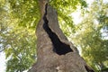 Hole in the trunk of the famous Birnam Oak, an ancient tree in Scotland linked to ShakespeareÃ¢â¬â¢s Macbeth.