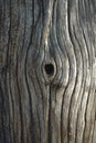 Hole in the trunk of an old, dried-up tree with vertical patterned background color photo.