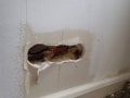 Hole in a wall prepared for an electrical socket