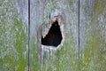 A hole on the wooden mossy wall Royalty Free Stock Photo