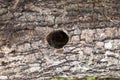 hole for woodpecker nest in horizontal tree trunk Royalty Free Stock Photo