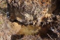Hole after wrenched tree Royalty Free Stock Photo
