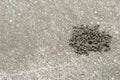 Holes crab on the sandy beach sand natural sea Royalty Free Stock Photo