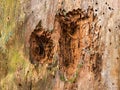 Holes drilled by a woodpecker in a dead tree