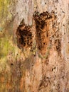 Holes drilled by a woodpecker in a dead tree