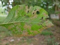 Holes everywhere on a teak tree leaf as it, excluding the major veins of tender leaves, was eaten by mothes - Hyblaea puera, and