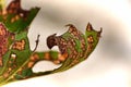 Holes and leaf damage due to insects Royalty Free Stock Photo