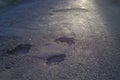 Holes in the road, destroyed cracked asphalt on the road, not repaired road Royalty Free Stock Photo