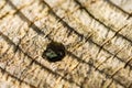 Flatheaded Hardwood Borer Beetle Exit Hole Royalty Free Stock Photo