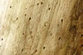 Holes in wood from vermin pests, nuisance animals