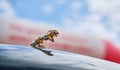 HOLESOV, CZECH REPUBLIC - AUGUST 29, 2021: Jaguar leaper hood ornament detail. Royalty Free Stock Photo