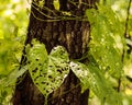 Leaf with holes heart shape Royalty Free Stock Photo