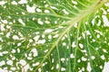 Holey texture cabbage leaf Royalty Free Stock Photo