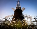 Holgate Windmill and Daisies