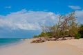 Holguin, Guardalavaca Beach, Cuba: Caribbean sea with beautiful blue water, sand and a fallen tree. Beautiful scenery. Royalty Free Stock Photo