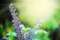 Holi basil flower and fruit with seeds againt the sun.