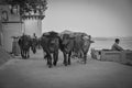 Holi Ganga cow, Varanasi, India