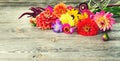 Holiday autumn bouquet. Frame of colorful flowers arranged on old wooden background. Royalty Free Stock Photo