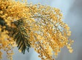Holiday background with branch mimosa with yellow fragrant flower buds on a blue shiny background Royalty Free Stock Photo