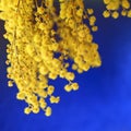 Holiday background with branch mimosa with yellow fragrant flower buds on a blue shiny background Royalty Free Stock Photo