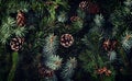 Holiday background of Christmas tree branches, spruce, juniper, fir, larch, pine cones with light.