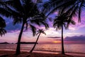 Holiday background made of palm trees silhouettes at sunset