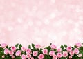 Holiday background with pink rose flowers Royalty Free Stock Photo