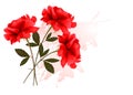 Holiday Background With Three Red Roses. Royalty Free Stock Photo