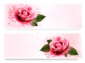 Holiday banners with pink beautiful roses. Royalty Free Stock Photo