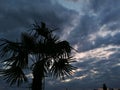 Holiday beach Palm Tree Royalty Free Stock Photo