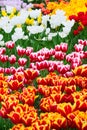 Tulip flowerbed, red, yellow, white Royalty Free Stock Photo