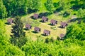 Holiday bungalows in the forest Royalty Free Stock Photo