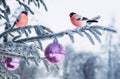 Holiday card with a beautiful plump couple red bird bullfinch si