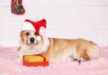 Holiday card with beautiful redhead puppy dog Corgi in Christmas red cap with gift box lying on pink fluffy plaid