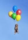 Holiday card with a cat flying on colorful balloons on a blue clear sky background Royalty Free Stock Photo