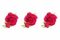 Holiday card collage of several red roses with green leaves for the holiday of March 8 and Valentine`s Day