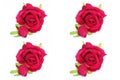 Holiday card collage of several red roses with green leaves for the holiday of March 8 and Valentine`s Day