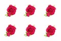 Holiday card collage of several red roses with green leaves for the holiday of March 8 and Valentine`s Day