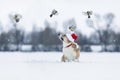 Holiday card with cute corgi dog in a red santa hat sitting in the snow in a winter park and watching a flock of flying bird tits