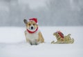 Card with cute dog corgi in a red santa hat with christmas sleigh with gifts sitting in winter garden under heavy snowfall