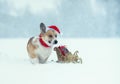 Holiday card with cute dog corgi in a red santa hat with christmas sleigh with gifts sitting in winter garden under heavy snowfall