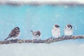 Holiday card with four little funny Sparrow birds sitting in winter festive new year Park under snowfall Royalty Free Stock Photo